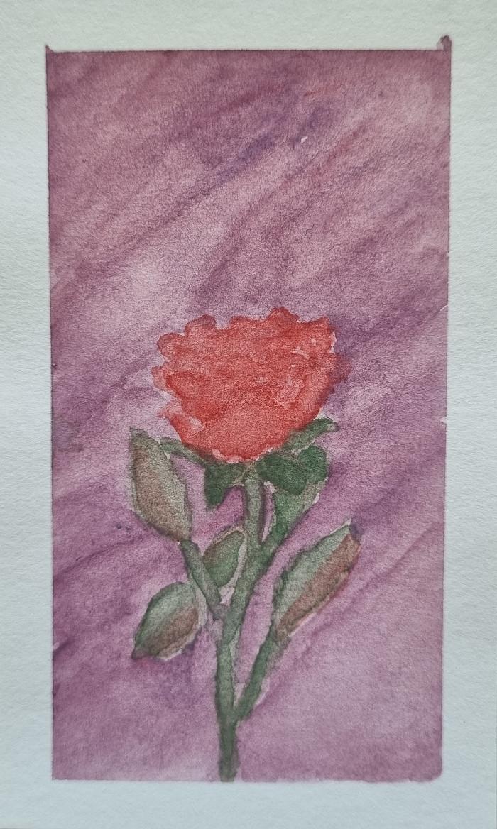 a red rose