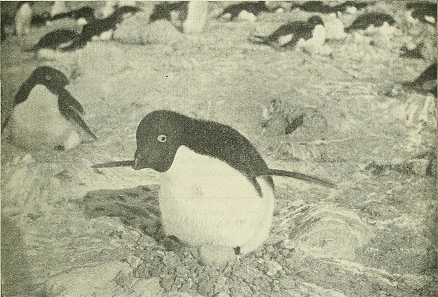 an Adelie penguin keeping her young warm. Scottish Geographical Magazine (1885)