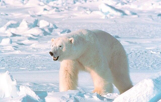 a polar bear