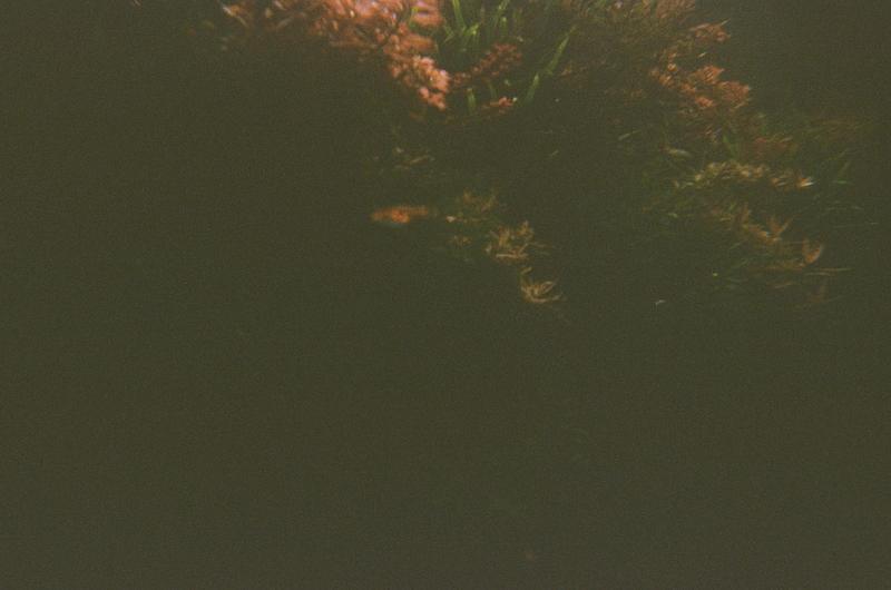 an orange fish swimming along some red aquatic plants