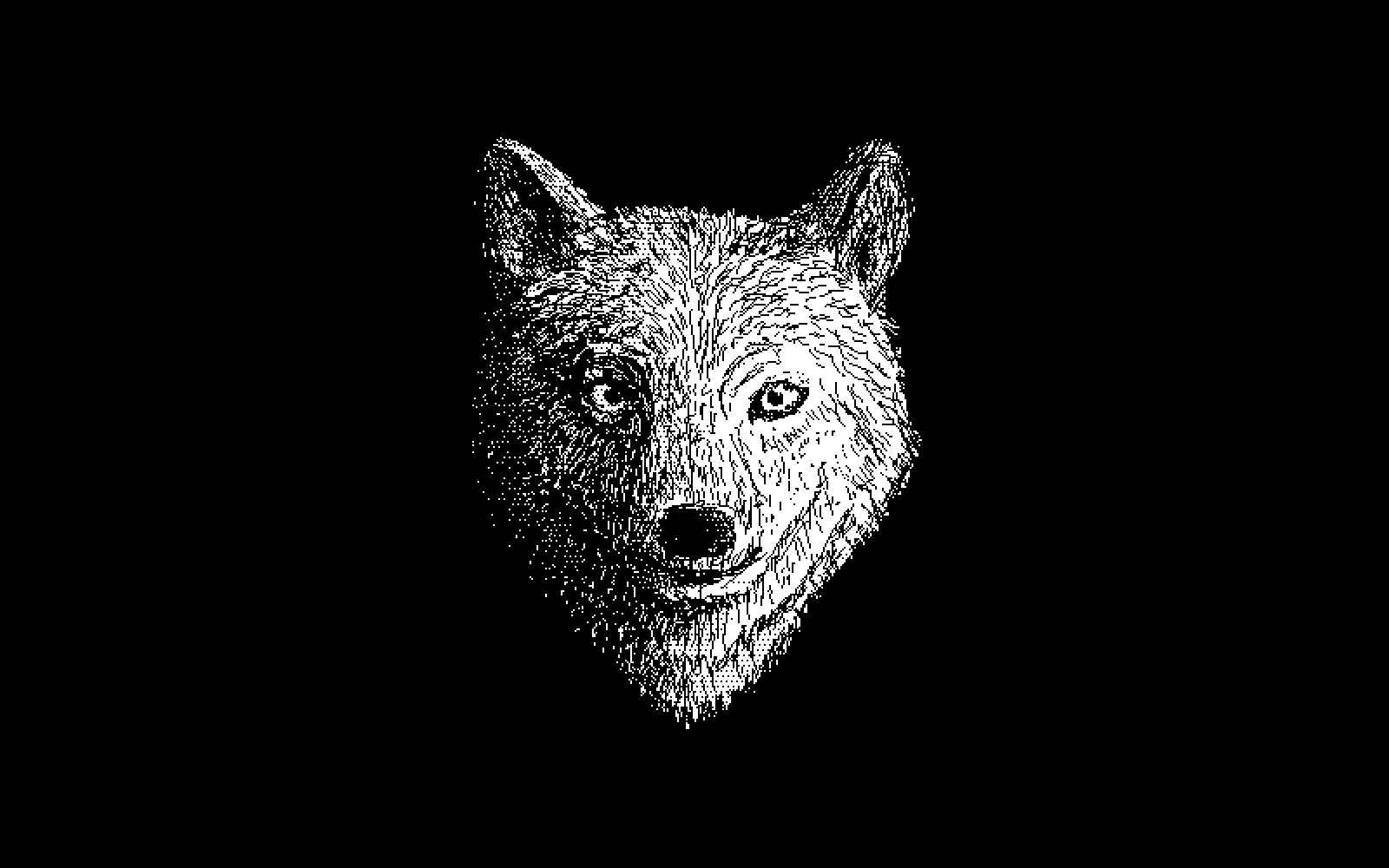 a wolf